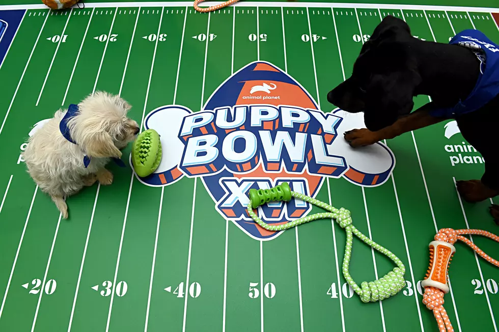 2 Lower Hudson Rescue Pups to Play in Puppy Bowl