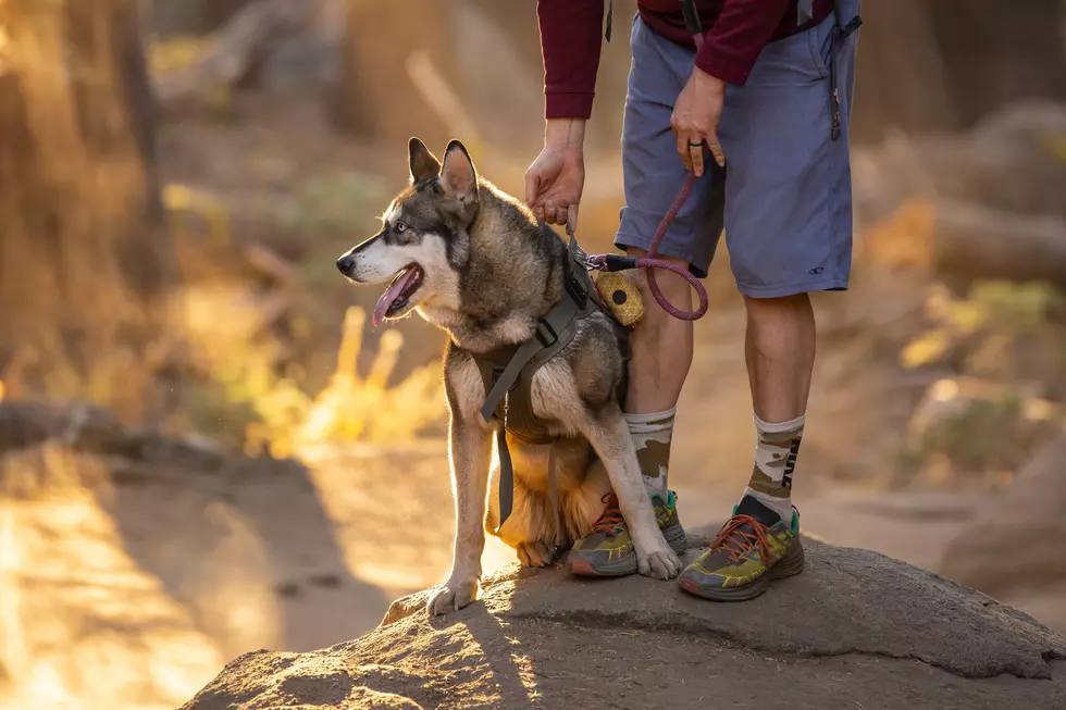 Hudson Valley Hiking Trail Etiquette for Pets