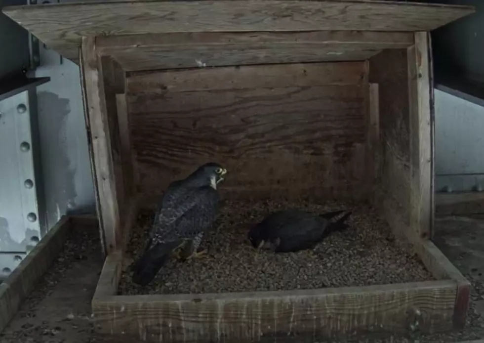 The Hudson Valley is Now on Baby Falcon Watch