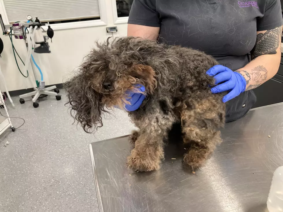 Severely Emaciated, Matted Dog Found, SPCA Asking for Your Help