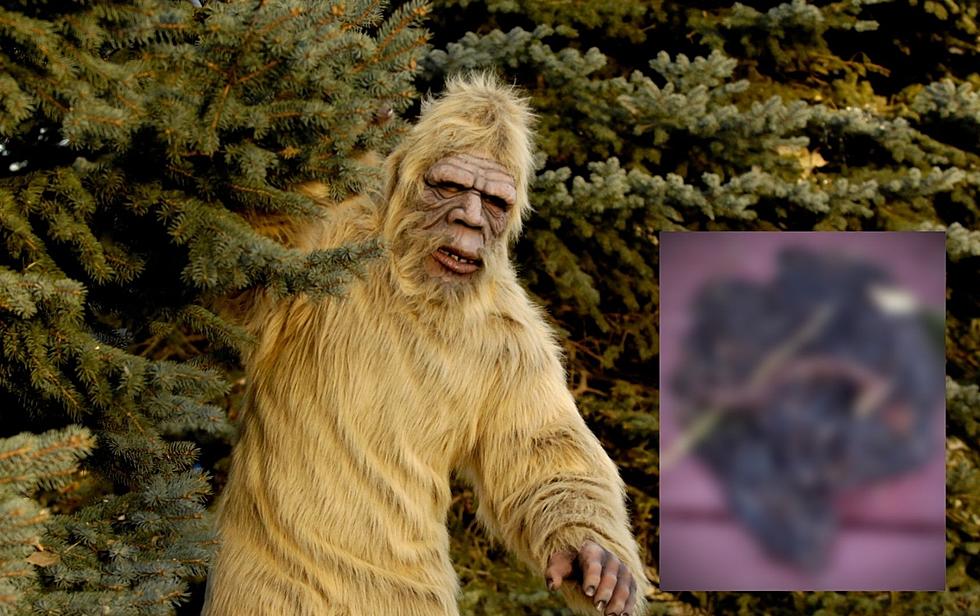 Did Bigfoot Leave Its Scat in a Backyard in Highland, NY?