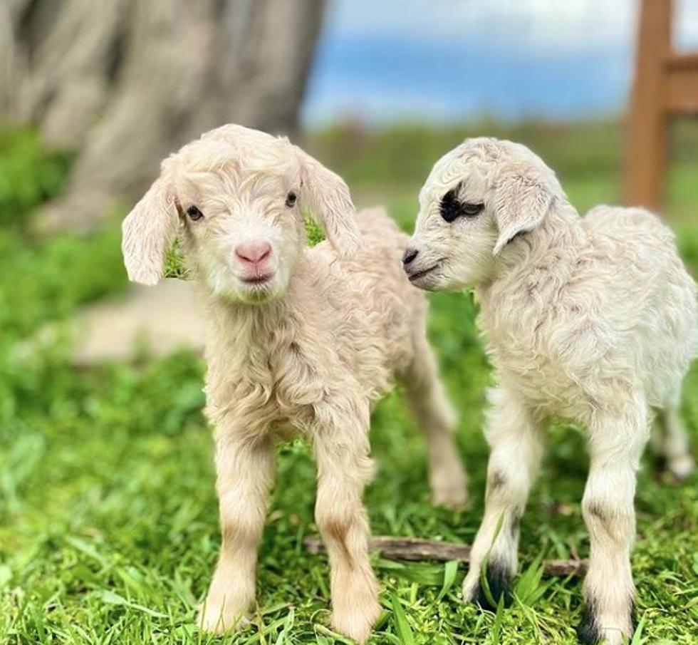 HELP: These Hudson Valley Baby Goats Need a Name
