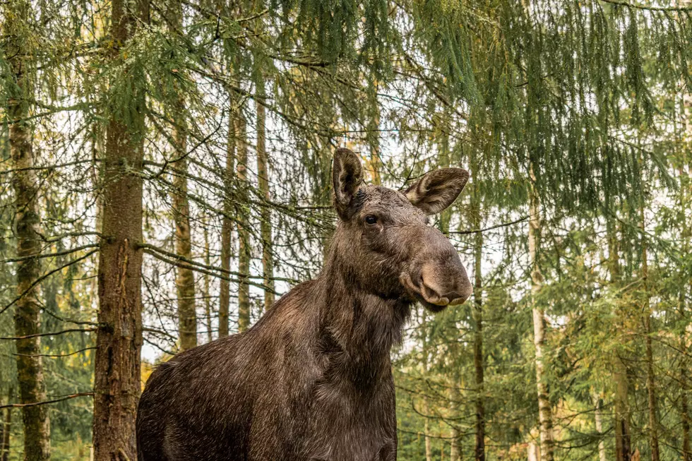 Photographer Shares Rare Photos of a Moose in Pine Plains, NY