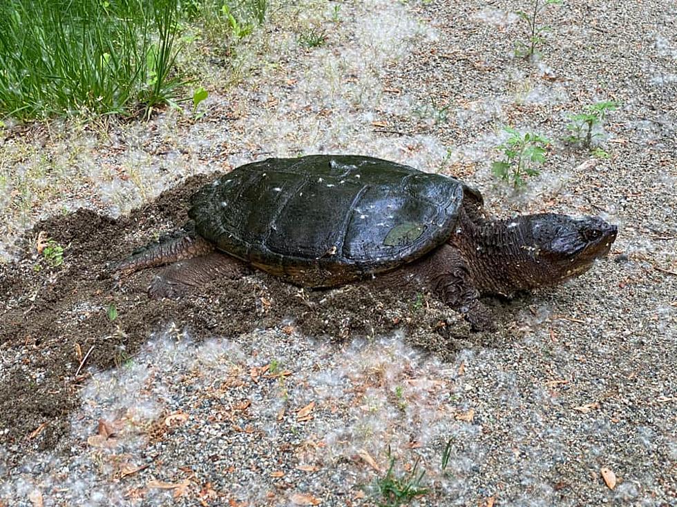 7 Facts You May Not Know About Snapping Turtles That Live in the Hudson Valley