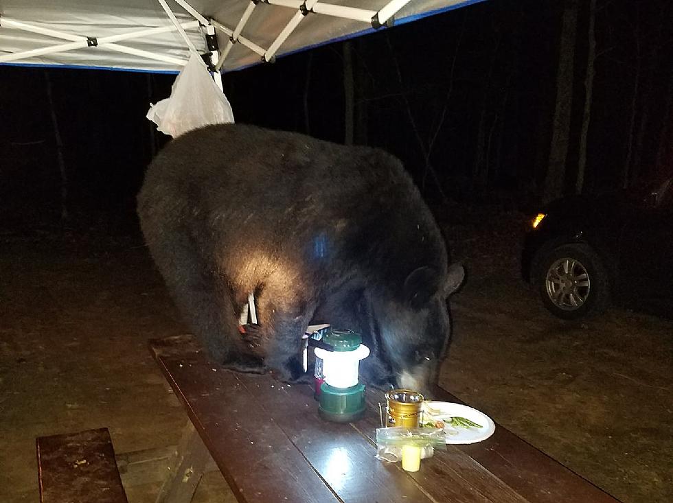 Caution: Bear Warning For Hudson Valley Campsites and Backyard BBQ’s