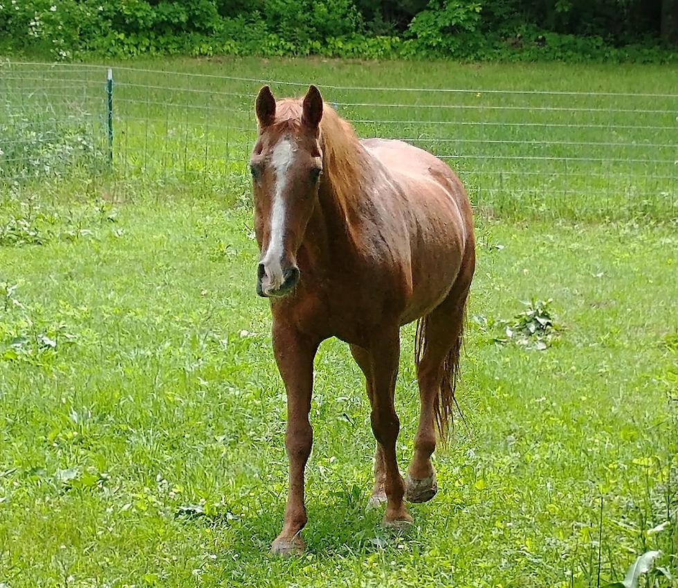 Legendary Guinness-Loving Rescue Horse From Pine Bush Passes Away