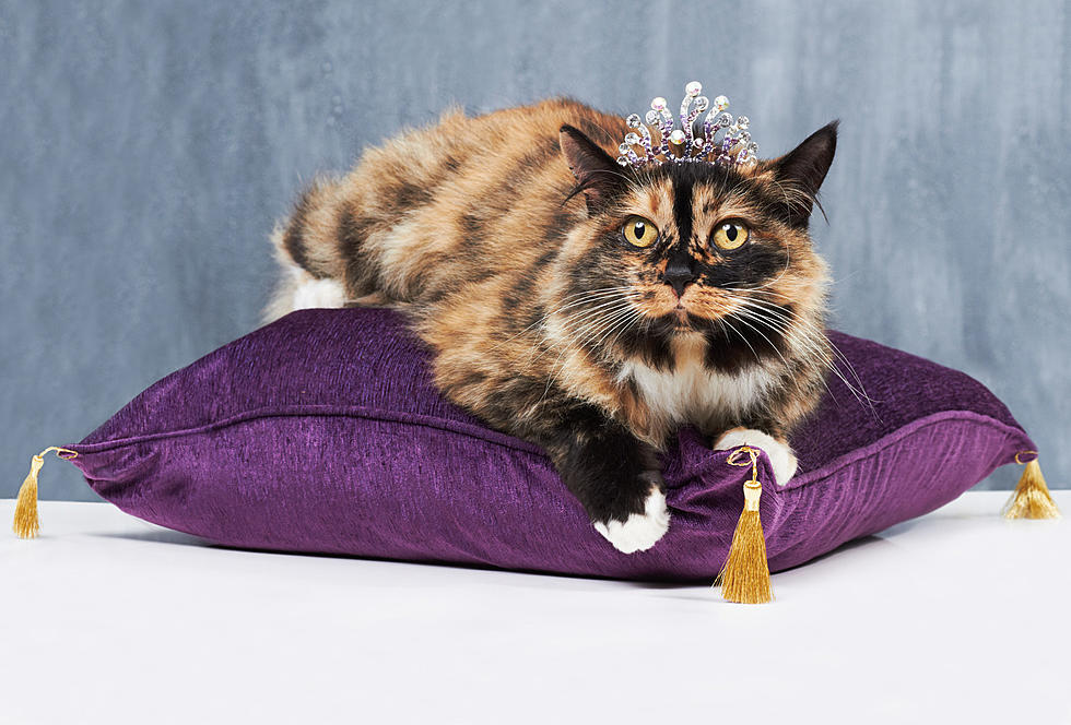 4 Reasons Sunday Is the Perfect Day to Take an Updated Pet Photo