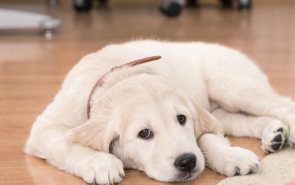 Patterson Pups get 'Dogist' Spotlight