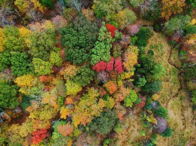 Is it Just Me or is the Hudson Valley Foliage Lacking this Year?
