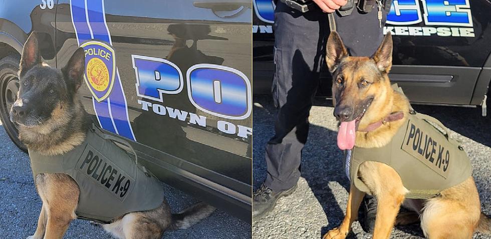 Poughkeepsie K-9’s Get New Bullet and Stab Proof Vests