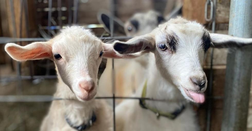 Cuddle Adorable Farm Animals This Weekend in Hyde Park