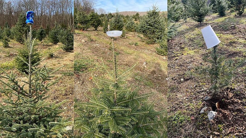 Please Don’t Trash Hudson Valley Christmas Tree Farms