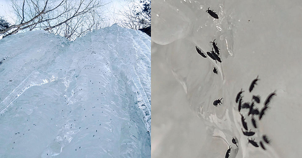 Snow Fleas Invade Frozen Harriman Waterfall