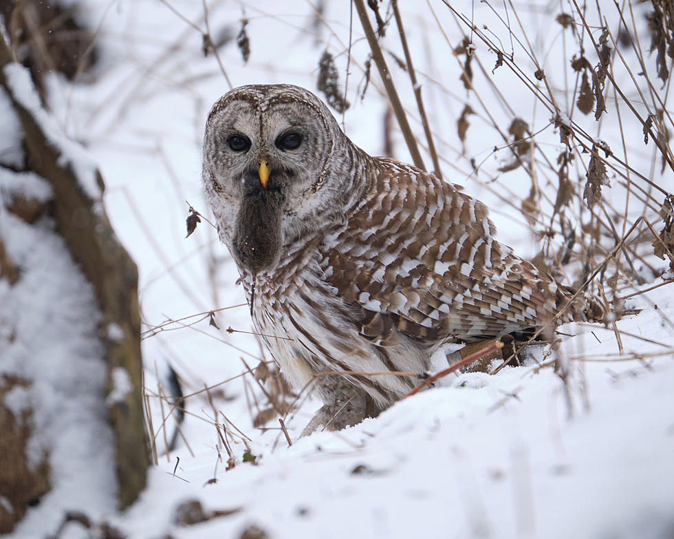 Hudson Valley Nature Museum to Host New York Owl Prowl