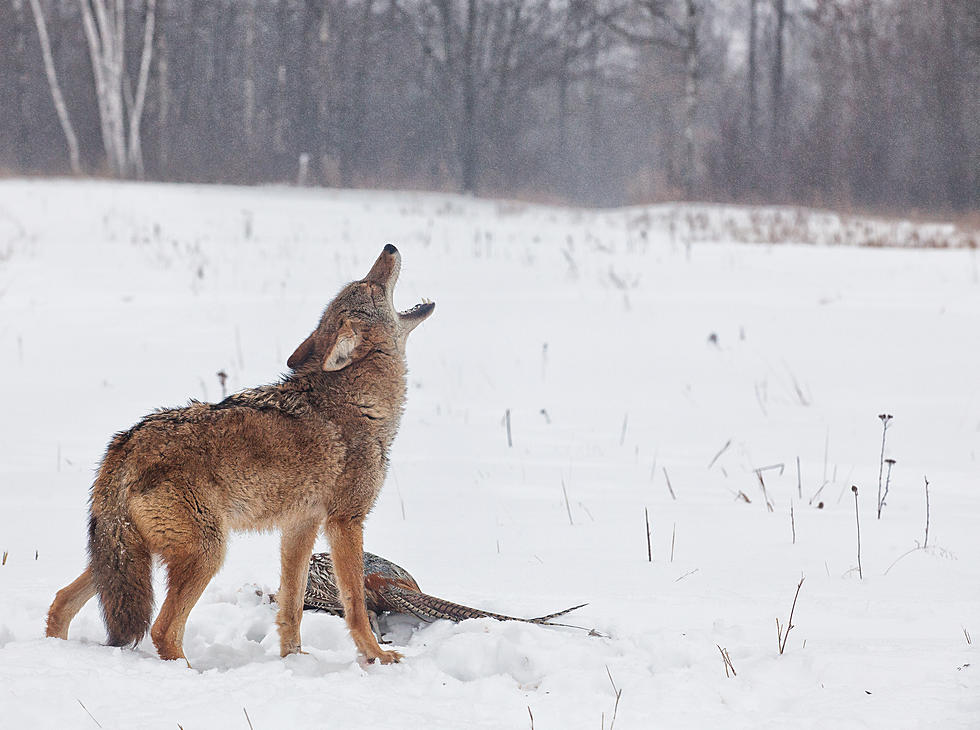 Hudson Valley Coyote Activity will be on the Rise During the Next Few Weeks