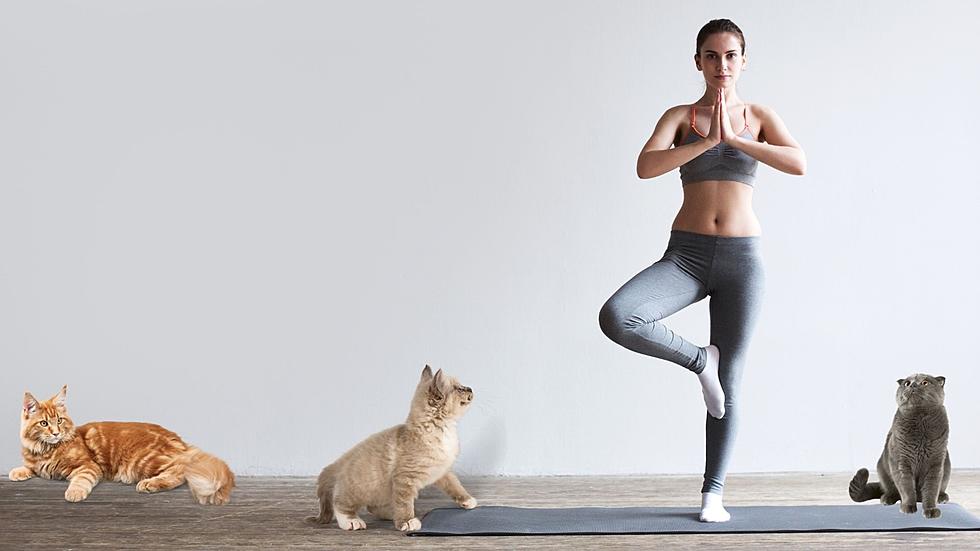 It’s the Cats Meow! Don’t Miss Cat Yoga at Dutchess SPCA