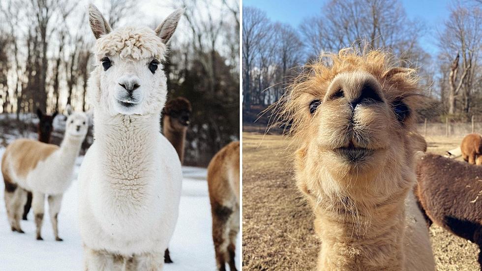 Charming Pleasant Valley Farm Offers Alpaca Hikes this Spring