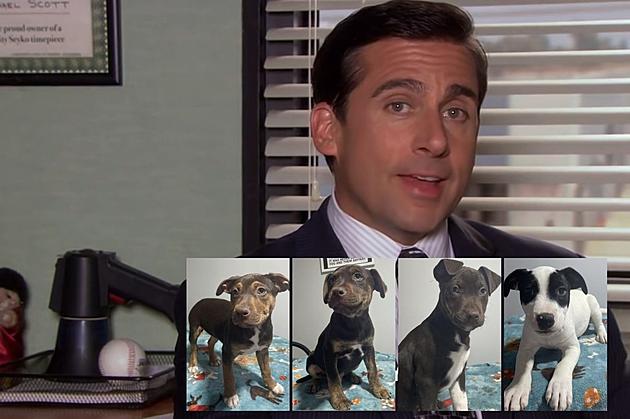 Dunder Mifflin Puppies Arrive at Wappingers, NY Animal Rescue