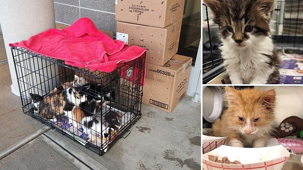 20 Sick, Scared Cats Abandoned at Upstate Humane Society