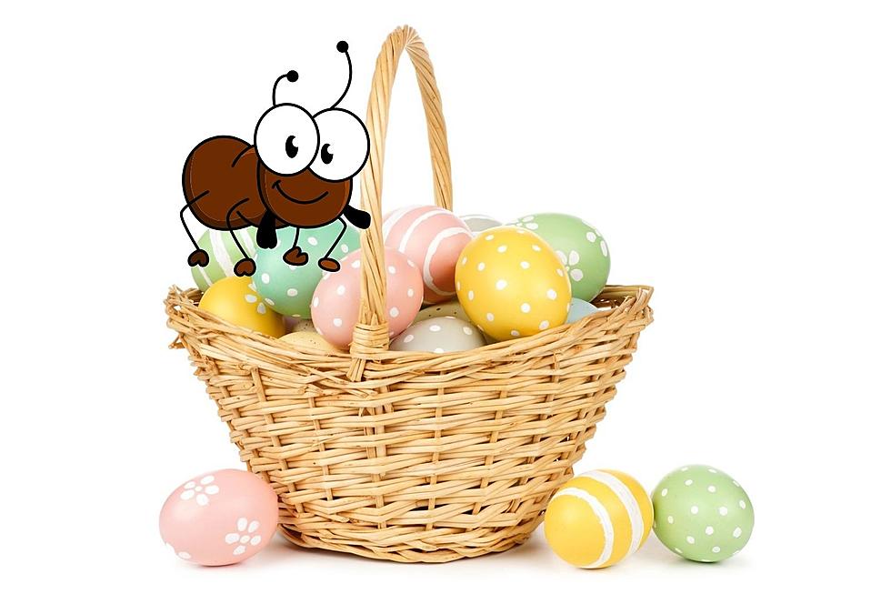 The Best Ways to Keep Your Easter Basket Bug Free NY