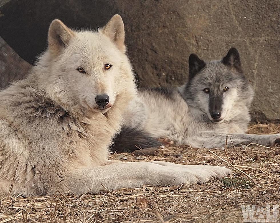 South Salem, NY, is Home to a Wolf Conservation Center