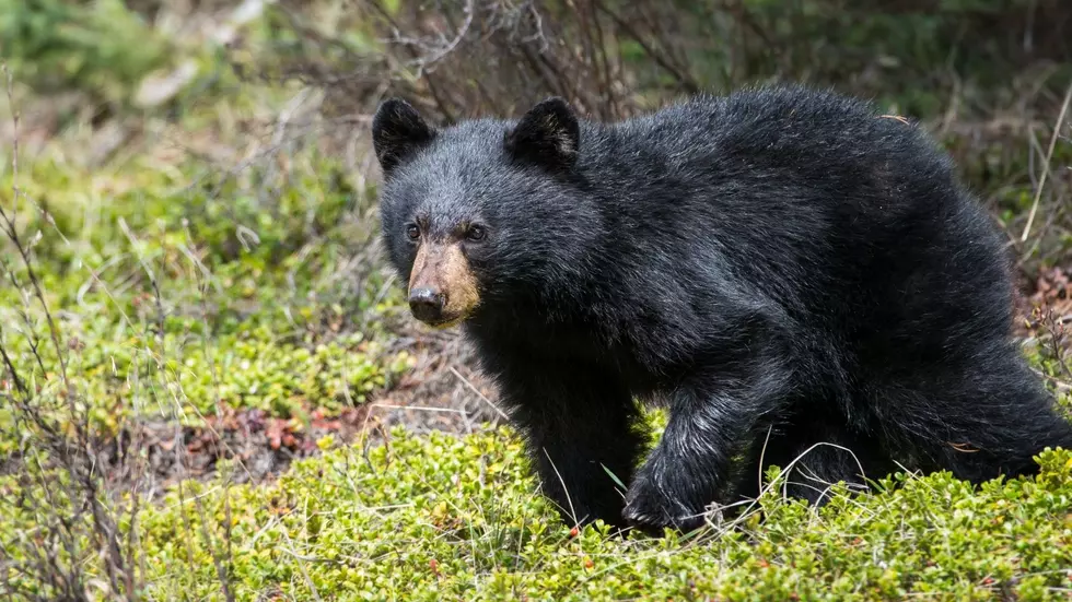 Boy Scout Attacked by Bear at Harriman State Park
