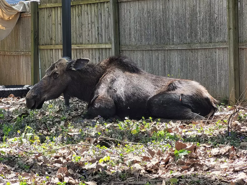NYS DEC Relocates Moose from Upstate New York Backyard