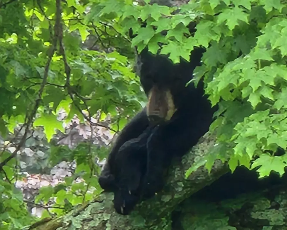 Bear Spotted Sleeping on Campus at SUNY New Paltz