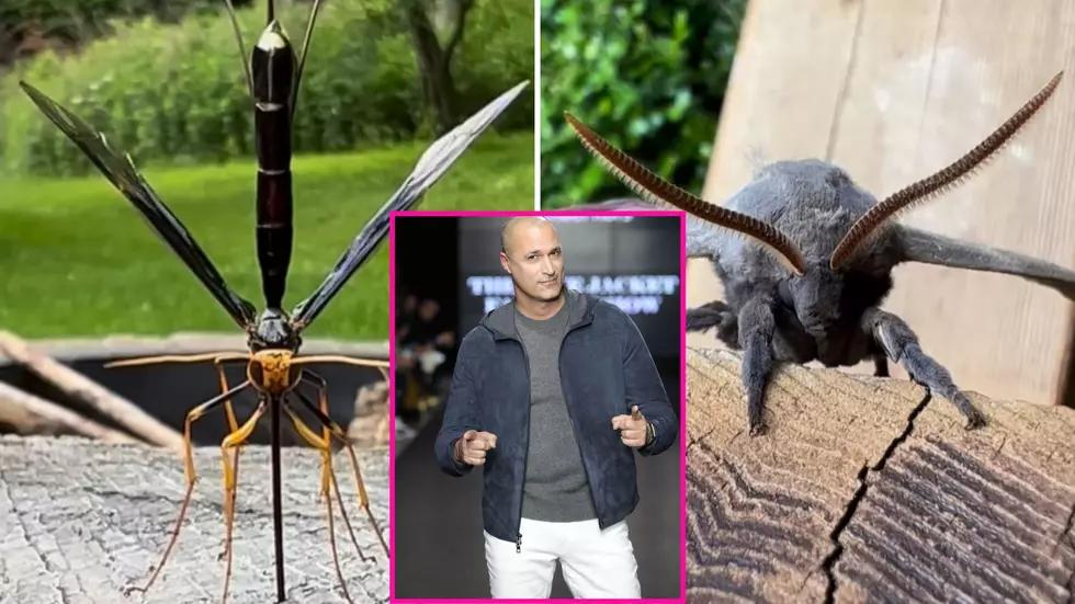 Top Model Judge Finds Terrifying Bugs in Woodstock, NY Backyard