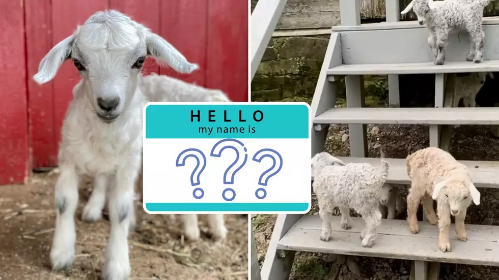 Help Name The Baby Goats at Clover Brooke Farm in Hyde Park, NY