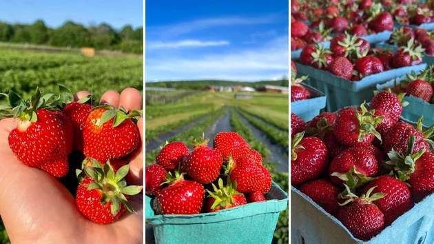 Pick Your Own Strawberries at One of These Hudson Valley Farms