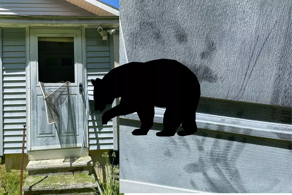 Bear Breaks Down Door to Get Into Dutchess County House