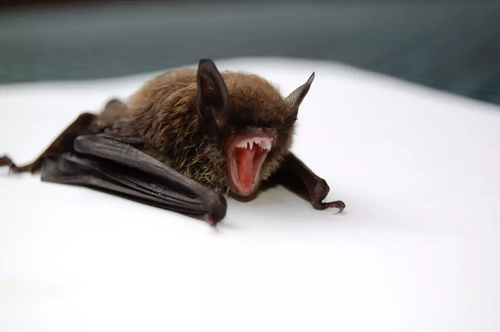 How to Get a Bat Out of the House, NY