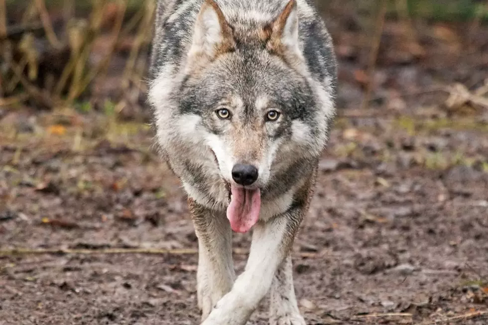 YES! There Are Wolves in New York State, DNA Test Proves it