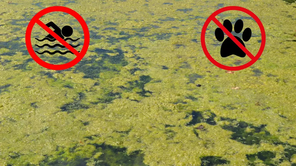 Harmful Algal Bloom Closes Stony Point, NY’s Lake Welch
