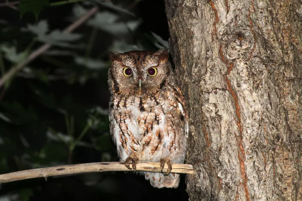 How to Attract Owls to Your Yard New York