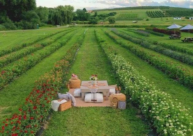 Have a Picturesque Picnic on a Wildflower Farm in Milton, NY