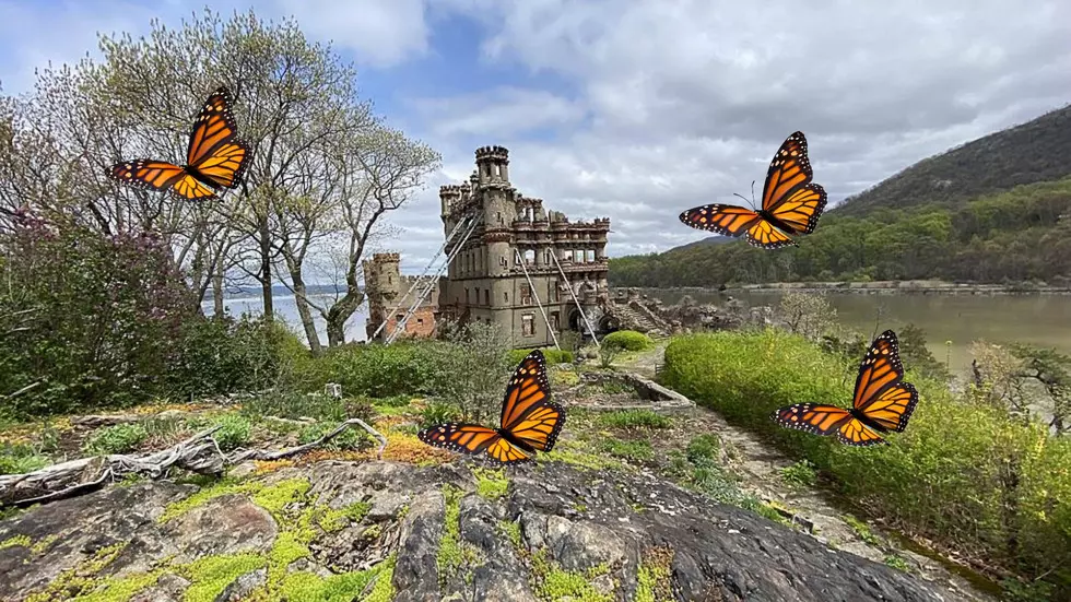 Did You Know Bannerman Island is a Butterfly Sanctuary?