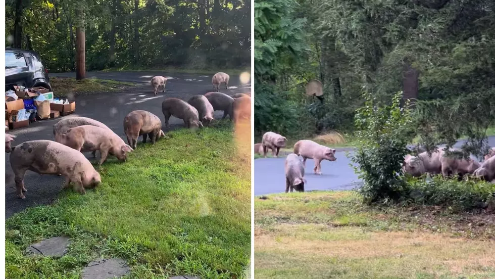 Escaped Pigs Go Hog-Wild in New Paltz, NY Neighborhood