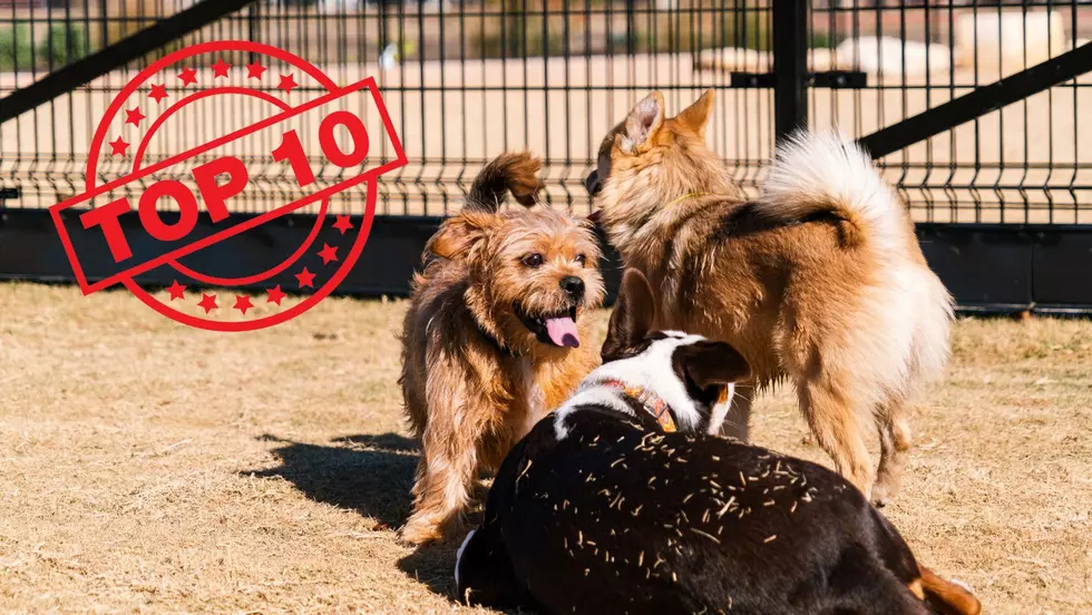 10 of The Top Rated Dog Parks Across the Hudson Valley