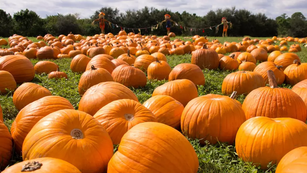 3 Hudson Valley Pumpkin Patches Nominated for "Best" in The U.S.