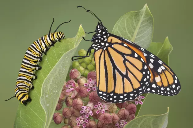 Nature Museum to Hold Butterfly Day in Cornwall, New York