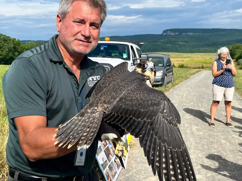 New Paltz, New York Trail Perfect for Falcon Release