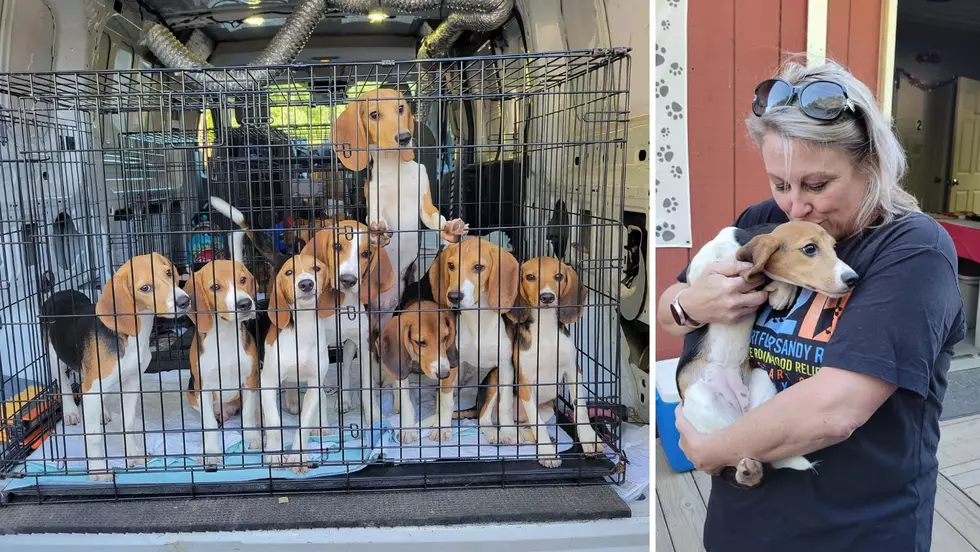 Wappingers Rescue Welcomes 19 Beagles Saved From Breeding Facility