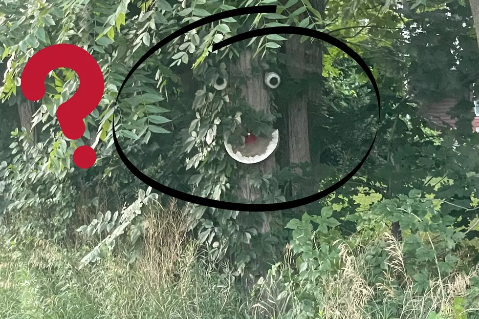 Has Anyone Else Noticed This Smiley Face on Random Hudson Valley Tree?
