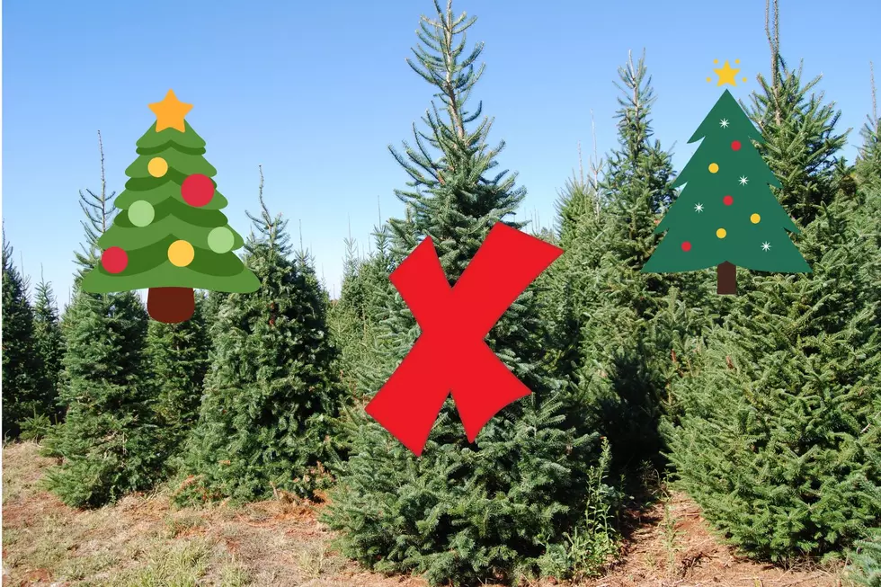 Will Drought Lead to a Christmas Tree Shortage in the HV?