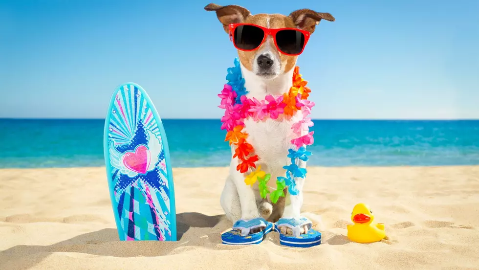 Wappingers Animal Rescue Host Luau Adoption Event This Weekend