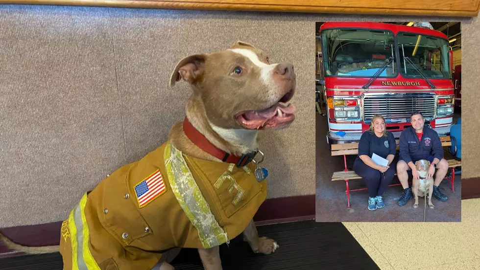 Nick The Firedog, of Newburgh NY, Helps Local Animal Rescue