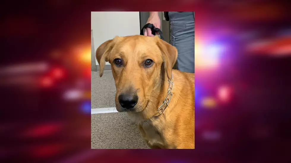 Ulster County Sheriff’s Office Welcomes K9 Therapy Dog
