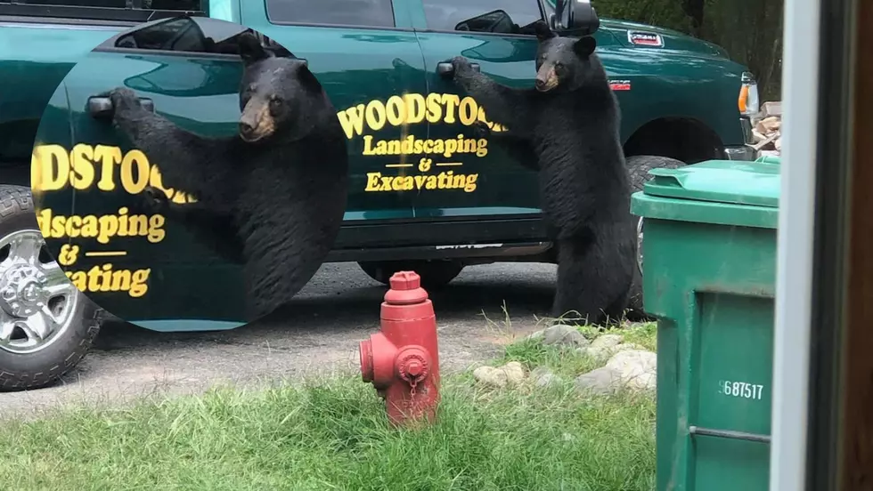 Bear Caught Red Handed Breaking into Truck in Woodstock, NY 